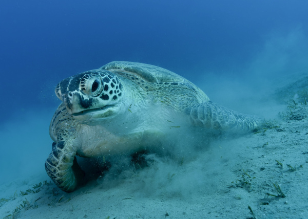 "Schildi" - Fujifilm Silk Papier - 60x45mm