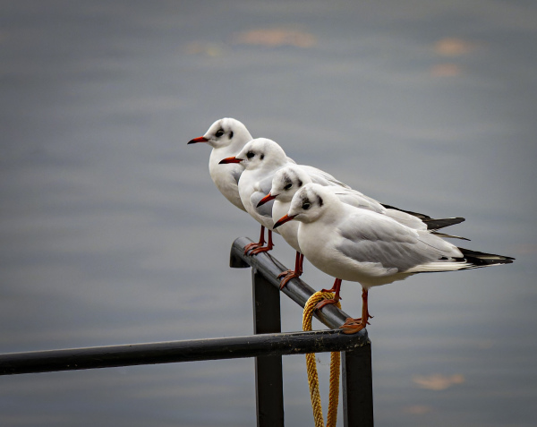 "Sittin' " - Geschenkkarte - 18x13cm