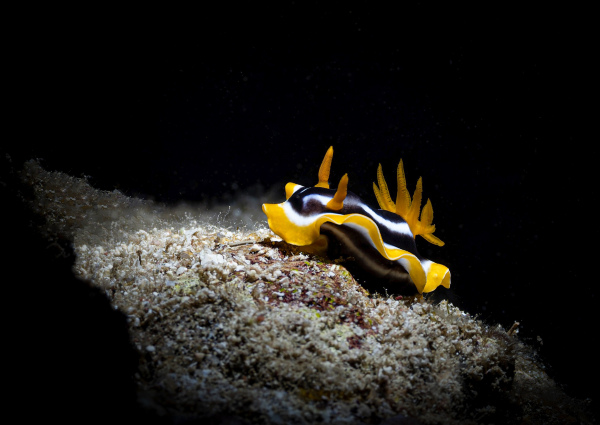 "Nudi" - Fujifilm Silk Papier - 60x45mm