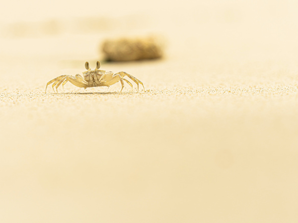 "Crabby" - Leinwand - 60x45cm