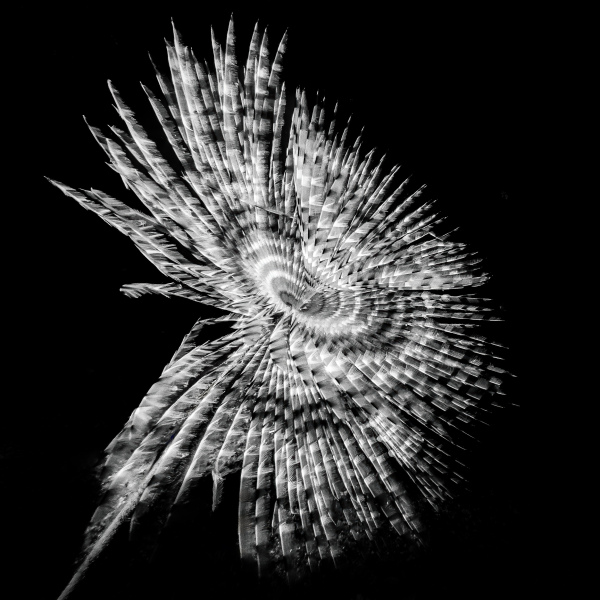 "Mittelmeer-Röhrenwurm" - Fujifilm Silk Papier - 32x32 cm