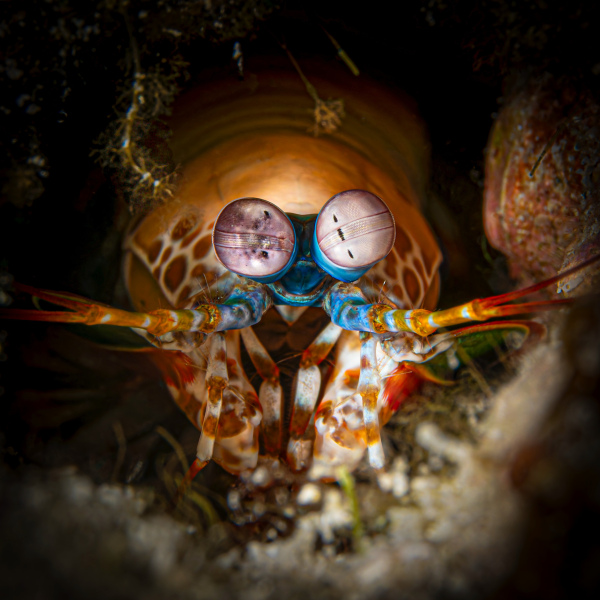 "Mantis" - Fujifilm Silk Papier - 60x45mm