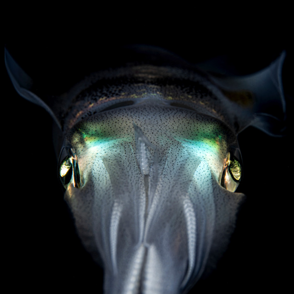 "Squid ONE" - Gallery Print - 30x30cm