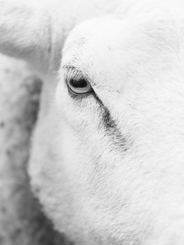 "Shawn" - Fujifilm Silk Papier - 60x45mm