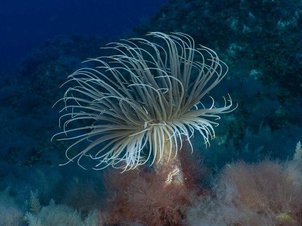 "Rose" - Fujifilm Silk Papier - 60x45mm