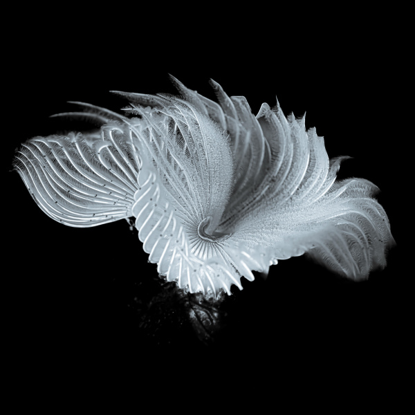 "Kleiner Fächer-Röhrenwurm" - Fujifilm Silk Papier - 32x32 cm