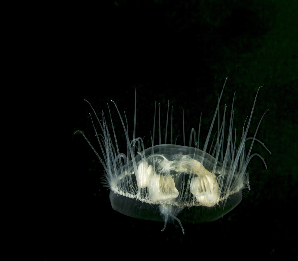 "Medusa" - Fujifilm Silk Papier - 60x45cm