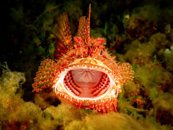 "Dragon" - Alu-Verbund - 100x75cm