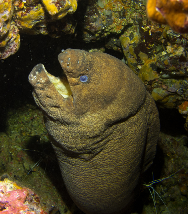 "Grüne Muräne" - Download