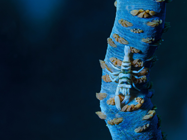 "Blue Sansi" - Fujifilm Silk Papier - 60x45mm